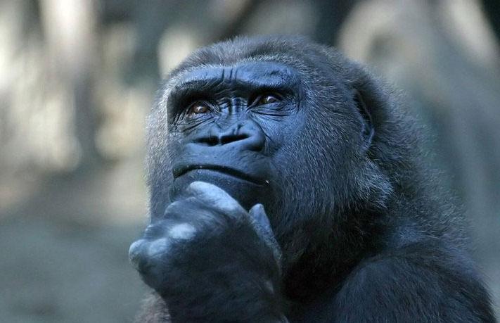 [Imagen: gorila-pensando.jpg]